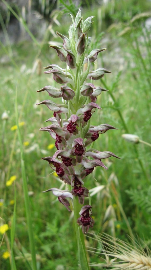 Anacamptis coriophora?